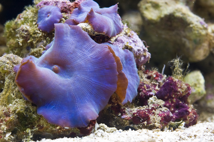 Где найти морской гриб в геншине. Дискосома коралл. Морской гриб Геншин. Морские грибы Генгин. Гриб коралл морской.